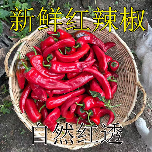 东北小辣椒现摘辣椒红辣椒新鲜尖椒辣青菜朝天椒做辣椒酱