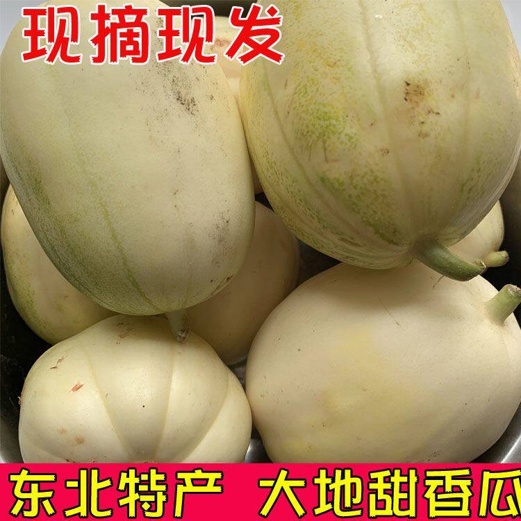 东北特产农家种植黄皮甜瓜新鲜水果当季水果包邮黑龙江甜香瓜