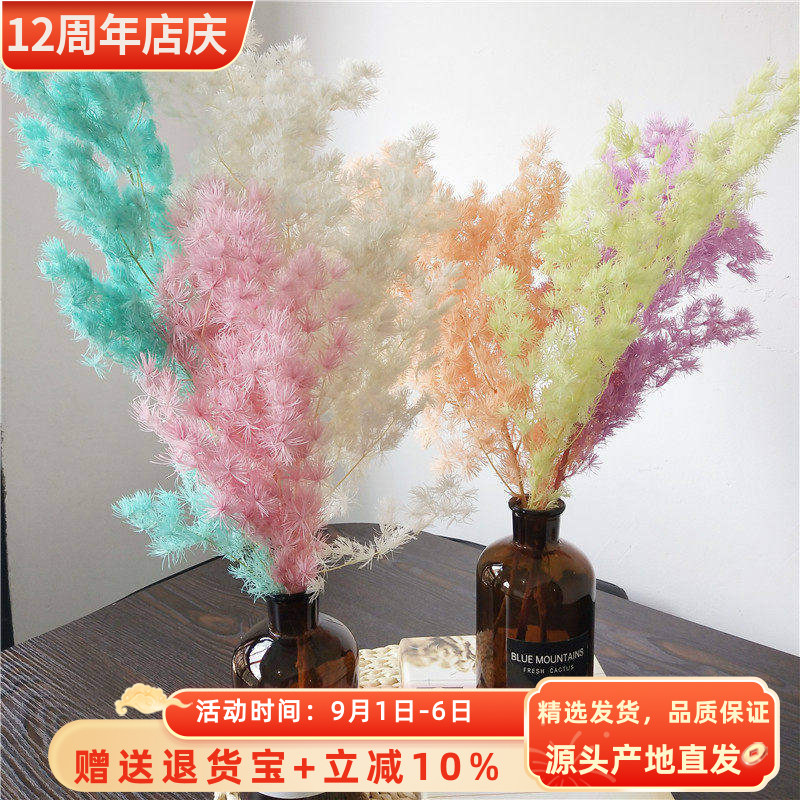 云南源头厂家保鲜蓬莱松 永生花蓬莱松干花 家居装饰永生花高级感