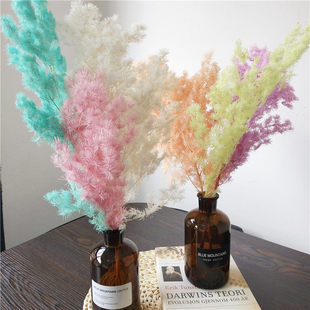 云南源头厂家保鲜蓬莱松 永生花蓬莱松干花 家居装饰永生花高级感