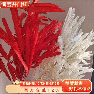 永生花大扁豆荚干花豌豆荚家居装饰插花拍摄道具婚庆年宵花样板房