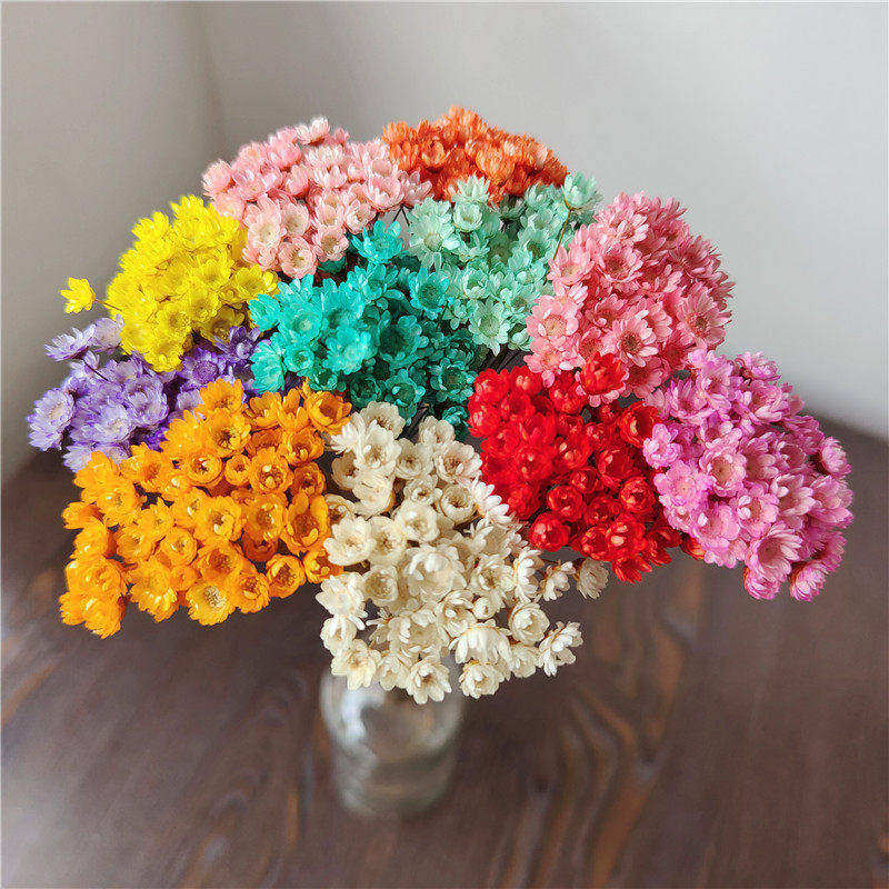干花巴西进口小星花果冻口红干花小雏菊家居拍照道具装饰永生花