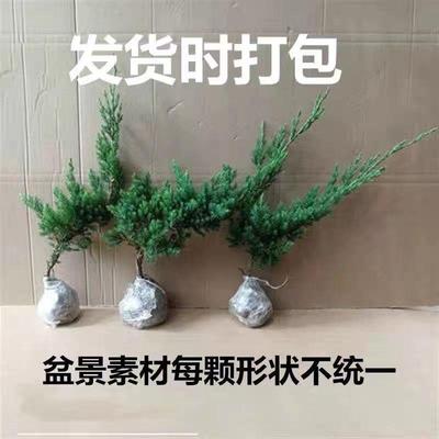 地柏苗树桩地柏树苗盆景地柏盆栽迎客松小苗沙地柏苗龙柏树苗四季