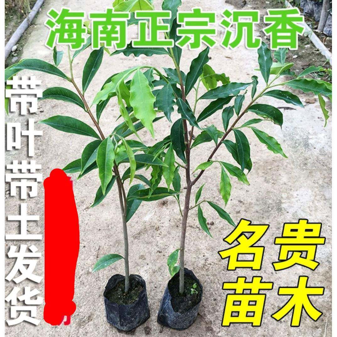 名贵苗木正宗海南沉香树苗珍贵药材沉香木苗珍稀树种土沉香树苗