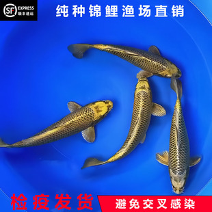 古黄金锦鲤活鱼淡水冷水鱼古青龙观赏鱼易养耐活重金属鱼包活