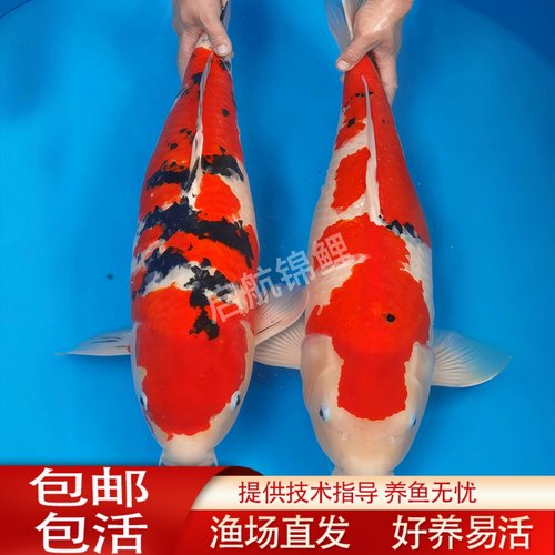 纯种锦鲤活鱼高档大型观赏鱼淡水冷水鱼易养耐活红白三色活体鱼苗