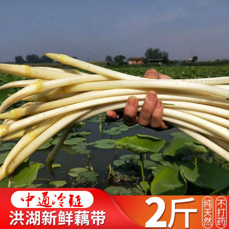 洪湖藕带新鲜当天现采摘发货新鲜莲藕尖 藕肠子藕芽藕苗2斤装包邮