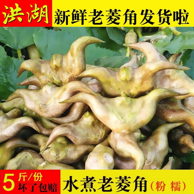 当天采摘发货洪湖新鲜菱角现摘5斤装包邮野生菱角粉面老菱角蔬菜