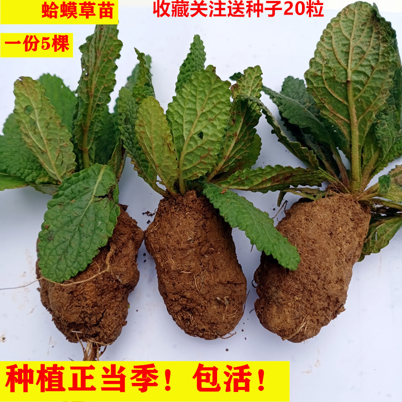 野生种子荔枝草包邮新鲜