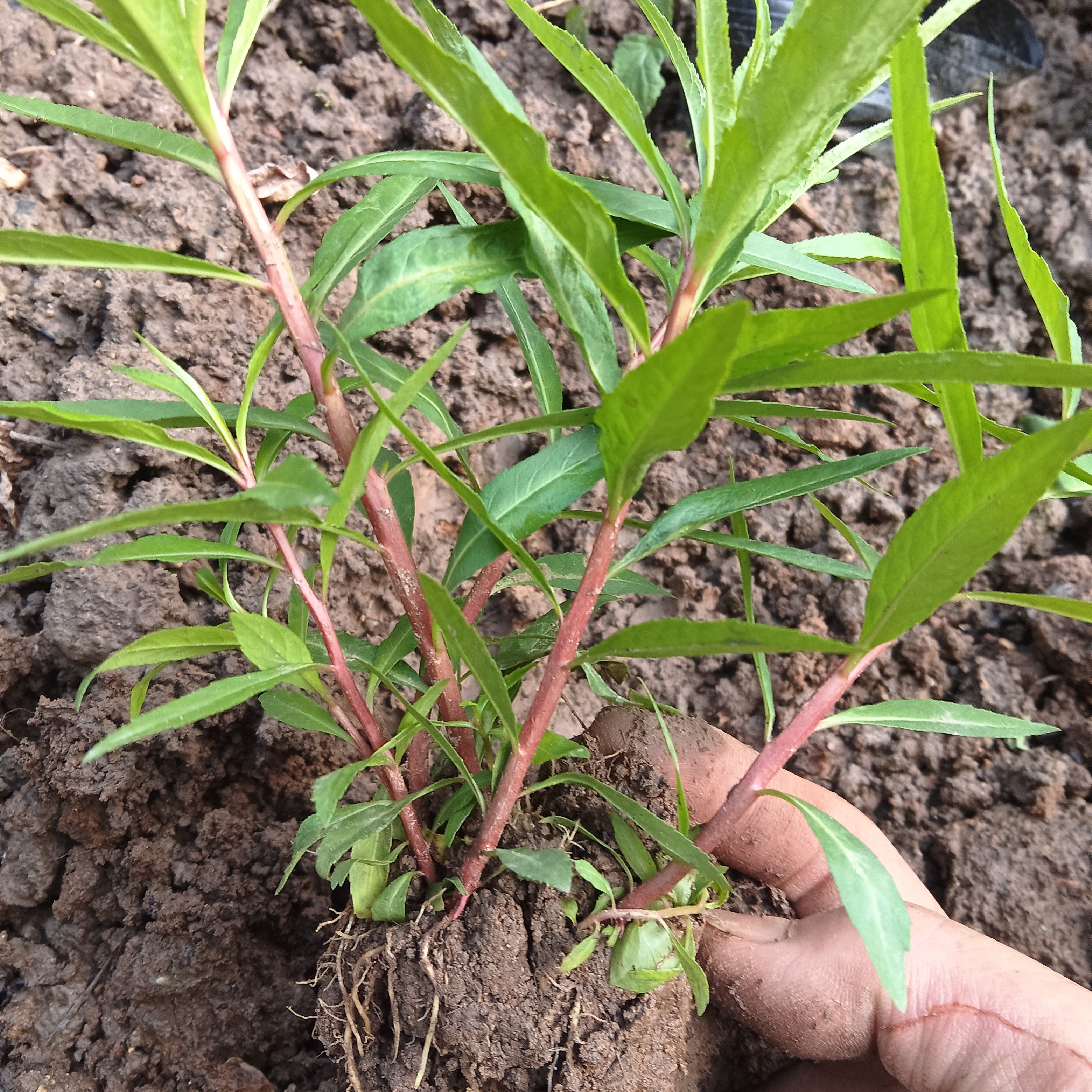赶黄草苗 赶黄草中药材 赶黄草桌面绿植