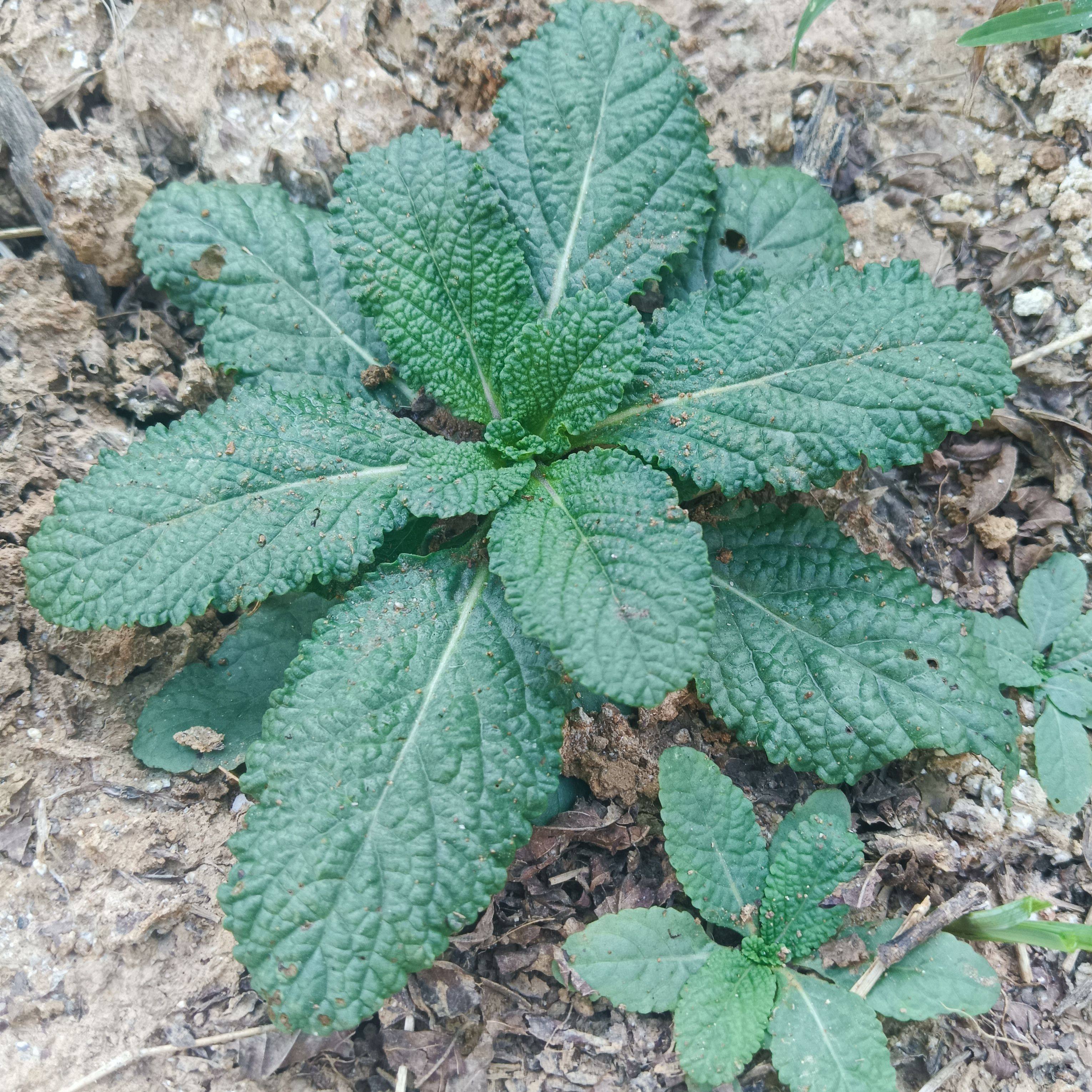 新鲜蛤蟆草癞蛤蟆菜蟾蜍草蛤蟆皮