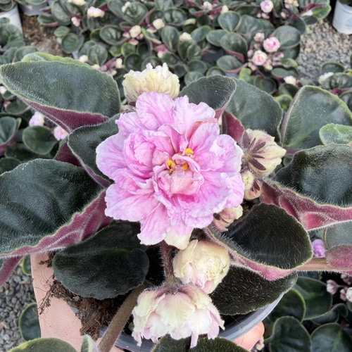 非洲堇紫罗兰盆栽带花苞四季开花室内阳台网红观花植物