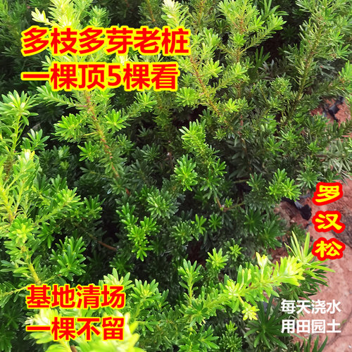 小叶贵妃罗汉松比较知名柔软枝盆栽鲜花卉绿植物广西庭院观叶阳台