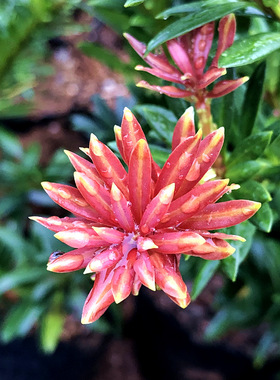 小红帽红宝石小叶红芽罗汉松金彩松绿植造型鲜花卉园盆栽名贵树苗