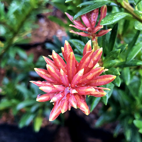 小红帽红芽红宝石罗汉松名贵绿植