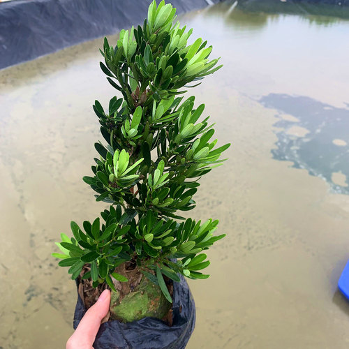 桌面迷你菊花心老桩母树会结小罗汉正品绿植耐寒室内外庭院阳台