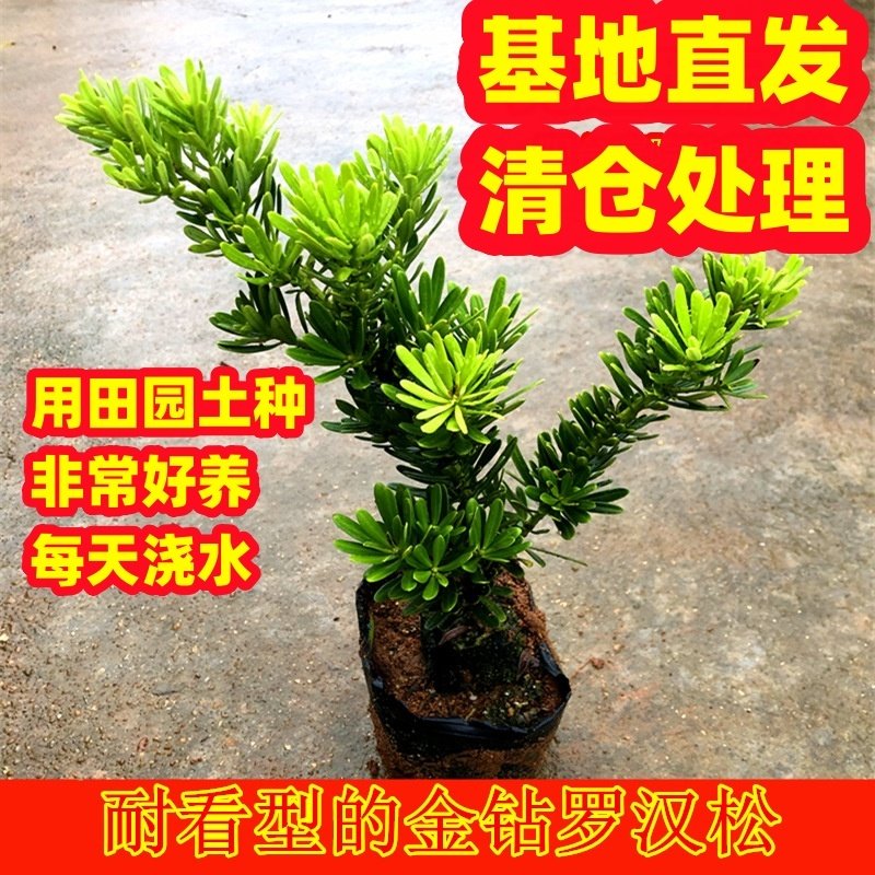 小叶老桩耐看型免做造型金钻