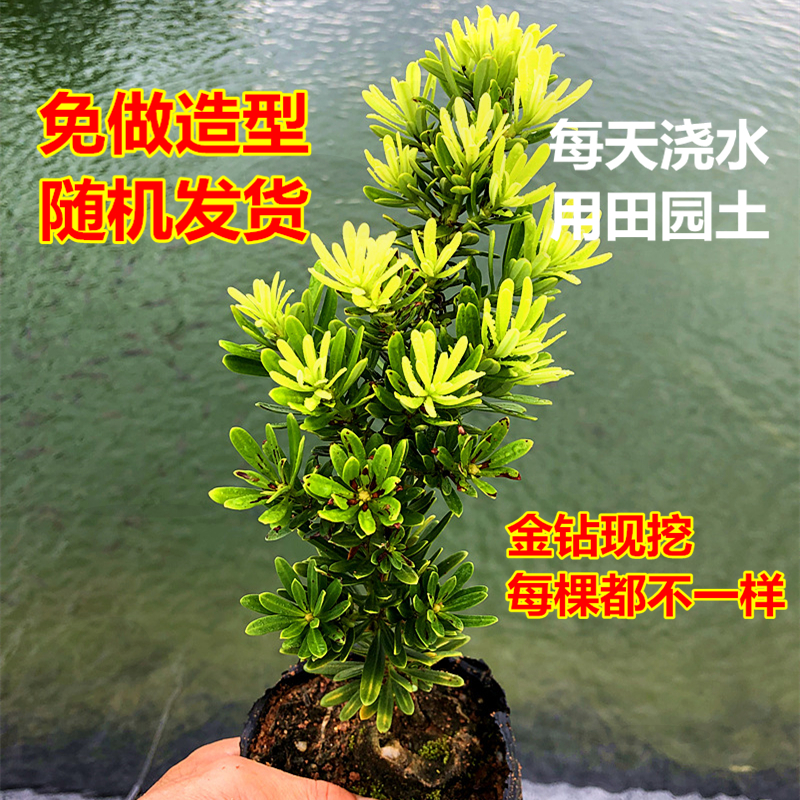 耐荫矮霸品种金钻罗汉松小叶盆栽盆景鲜花卉绿植庭院观叶阳台楼顶
