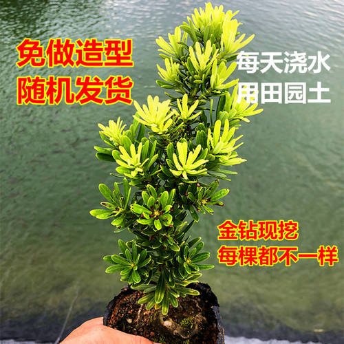 耐荫矮霸品种金钻罗汉松小叶盆栽盆景鲜花卉绿植庭院观叶阳台楼顶