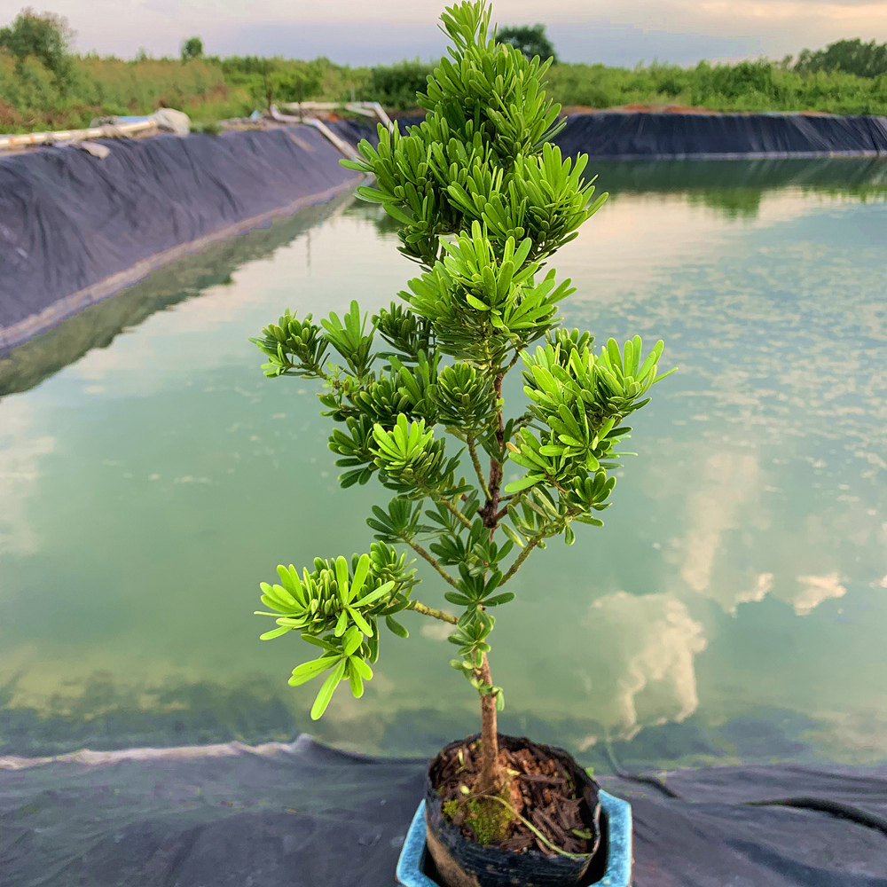 金钻罗汉松盆栽单株观叶植物阳台桌面绿植好养活净化空气庭院盆景