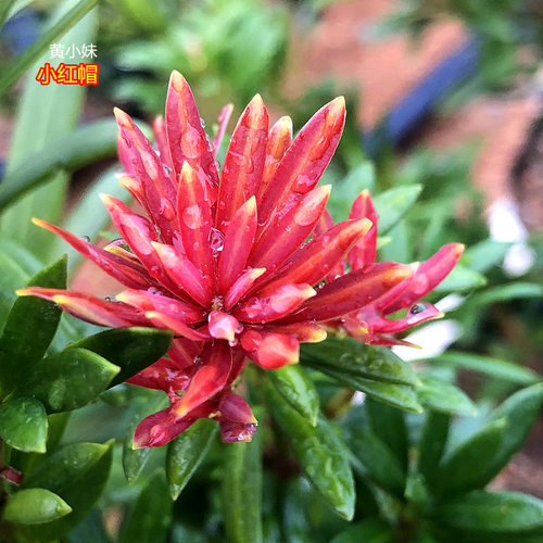 红芽绿植盆栽发财罗汉松9.9起