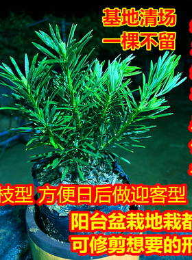 放青松绿植雾松盆栽放轻松办公桌面情绪解压植物室外懒人好养植物