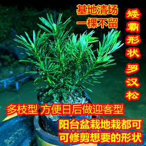 四季长青罗汉松阳台盆栽地栽都可