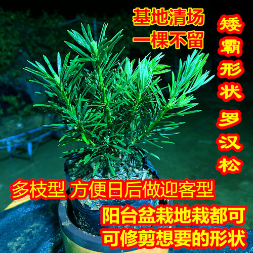 四季长青罗汉松阳台盆栽地栽都可