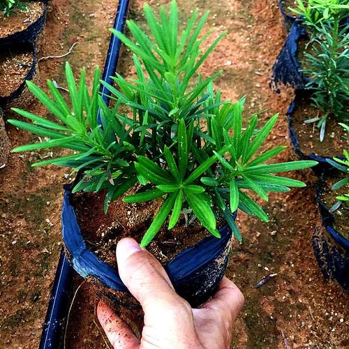 小叶好看上盆即是景雀舌罗汉松