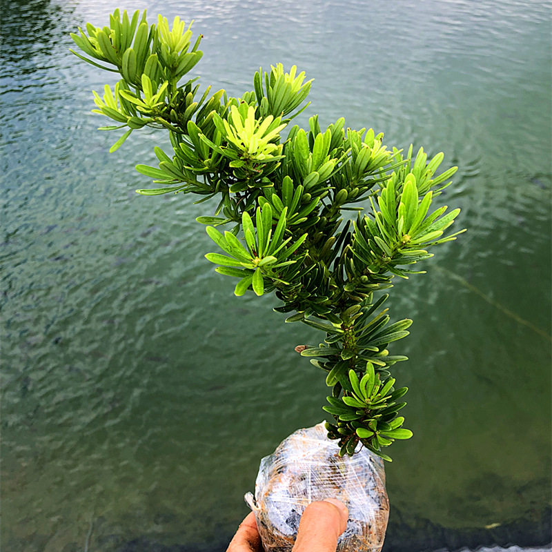 免做造型小叶金钻罗汉松盆栽盆景鲜花卉绿植物广庭院观叶阳台楼顶