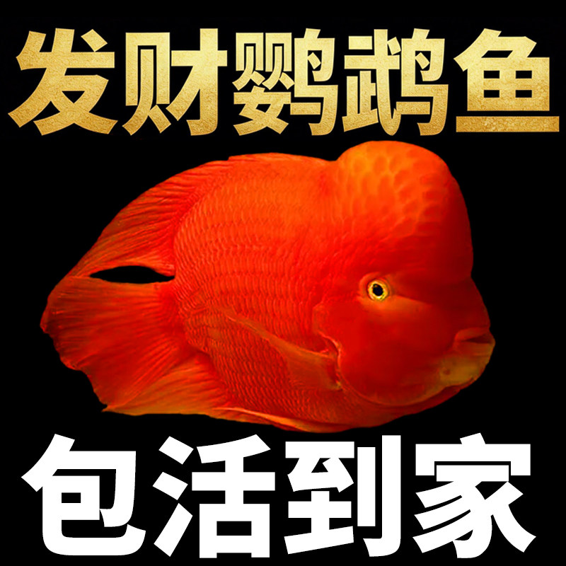 财神鱼红鹦鹉鱼发财鱼观赏鱼热带淡水红黄元宝鱼活鱼好养易活鱼苗