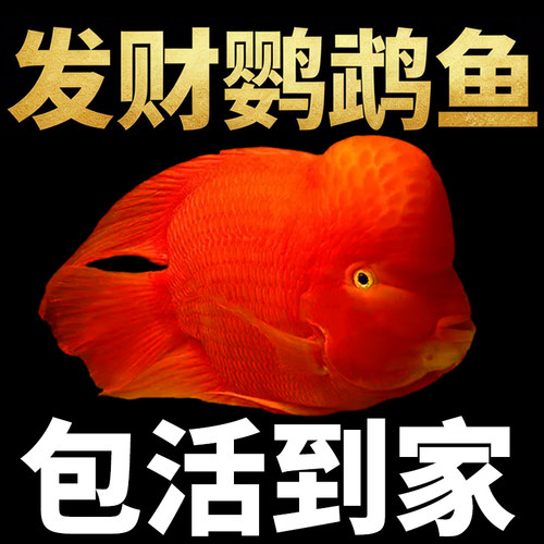 财神鱼红鹦鹉鱼发财鱼观赏鱼热带淡水红黄元宝鱼活鱼好养易活鱼苗