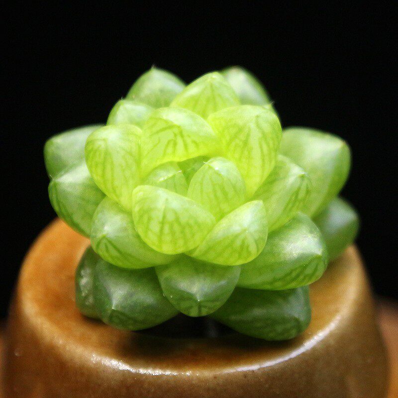 草玉露多肉植物十二卷日月潭姬玉露新手盆栽萌肉嘟嘟肉室内办公室