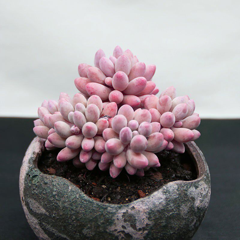 婴儿手指多头群生多肉植物迷你可爱萌肉办公室桌面绿植盆栽