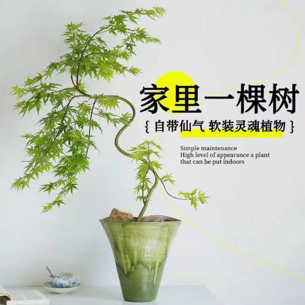 流泉枫盆栽红枫树四季红黄金流泉枫羽毛枫造型黄金流泉