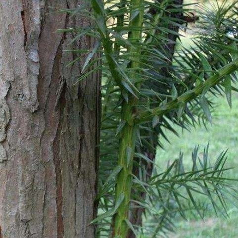 新鲜现采杉木杉刺杉天蜈蚣千把刀枝叶500克顺丰