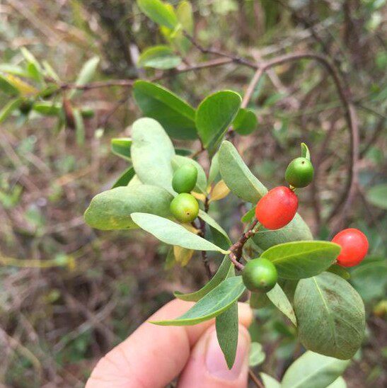 现采新鲜了哥王地棉根山九信草石棉皮桐皮子500克农产品整棵