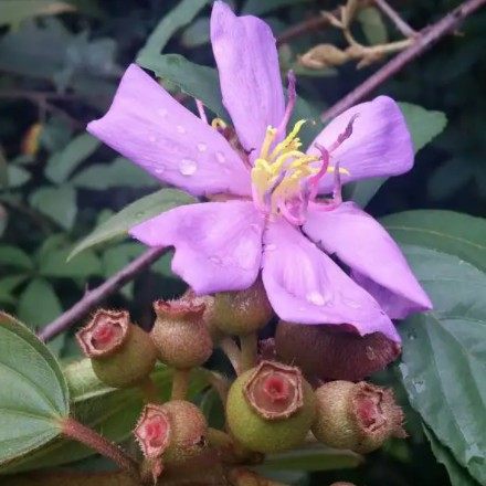 深山现采新鲜 野牡丹猪母稔赤牙郎高脚稔罐罐草毛足杆炸腰果枝叶