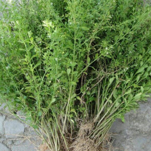 新鲜现采冰糖草率米碎草野甘草珠子草通花草节节珠顺丰500克