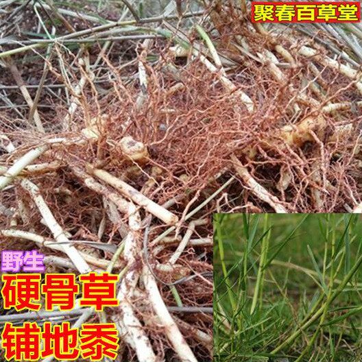 新鲜现采铺地黍硬骨草风台草竹蒿草头整棵500克顺丰