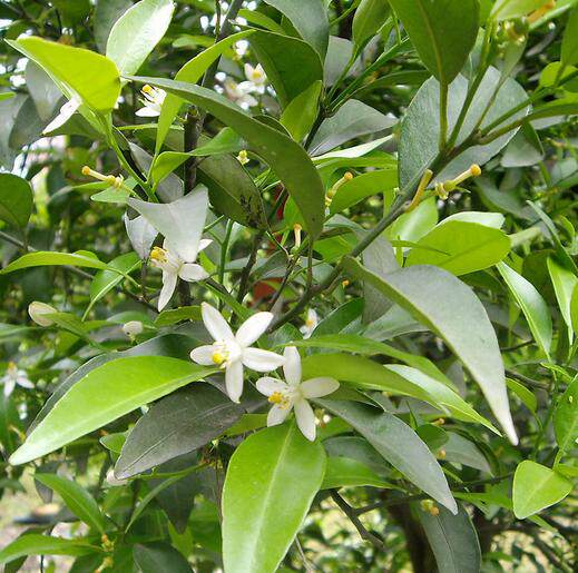 新鲜现采桔子树枝叶 桔叶 橘子叶 橘叶枝叶500克顺丰航空