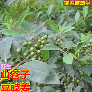 新鲜现采山苍子叶 山鸡椒 山苍树叶 木香子 木姜子 枝叶500g