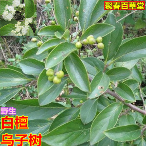 新鲜白檀野荞面根大撵药地胡椒碎米子树乌子树500克中草药顺丰航