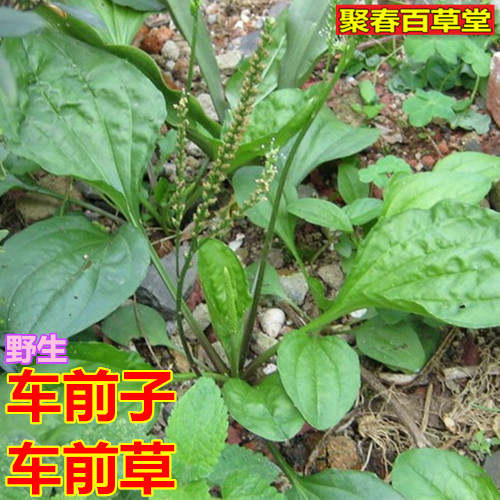 新鲜蛤蟆衣车前子车前草牛舌草猪耳朵草500克顺丰食用农产品直销