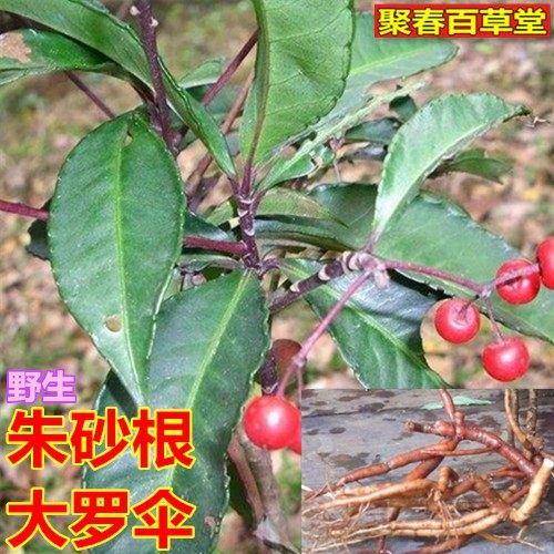 新鲜现采朱砂根大罗伞珍珠伞凉伞遮珍珠整棵500克顺丰