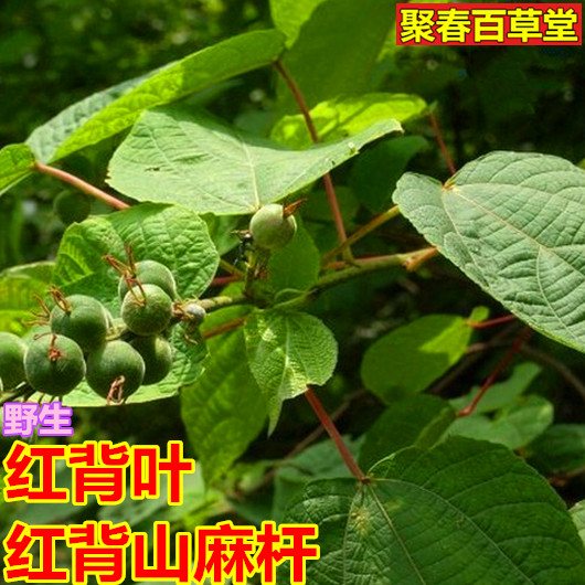 新鲜红背山麻杆红帽顶树红背娘枝叶500克顺丰