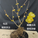 腊梅花树苗盆栽养 蜡梅浓香型耐寒矮桩懒人适合矮化盆景四川梅花