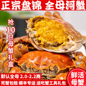 包邮 盘锦河蟹全母稻田河蟹10只礼盒2 2.2两特大鲜活母螃蟹辽宁