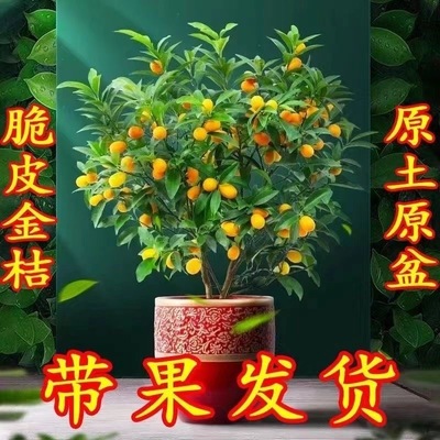 金桔树盆栽植物室内客厅阳台可食用带果招财花卉绿植盆景四季好养