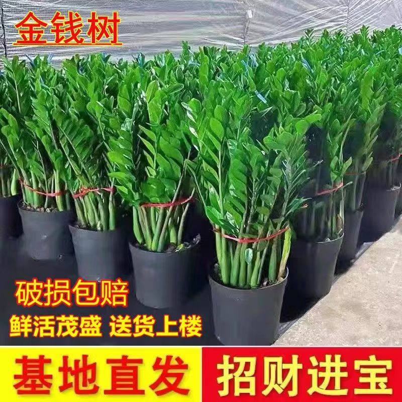 金钱树盆栽客厅花卉旺宅植物室内办公桌面好养活大型绿植摇钱串子